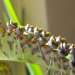 żyworódka trująca zdjęcia