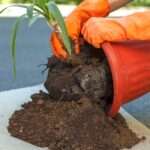 Dlaczego liście juki usychają