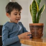 wiotkie liście sansewierii