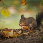 jak długo żyją wiewiórki