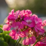 Rozmnażanie geranium: Kiedy