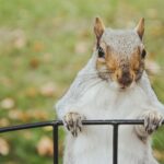 Cute fluffy Squirrel in Central Park looking at the camera while holding black wire fence