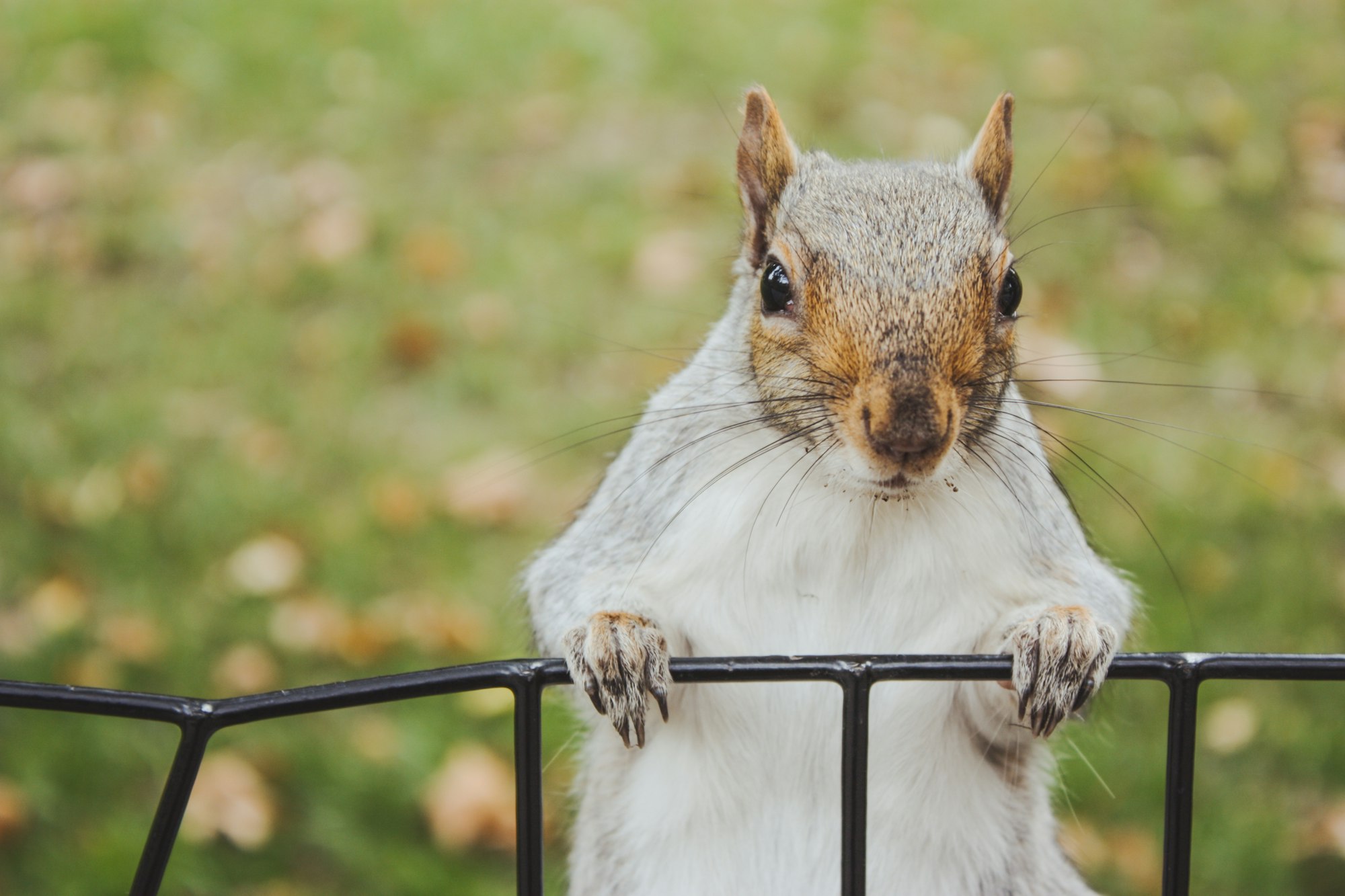 Cute fluffy Squirrel in Central Park looking at the camera while holding black wire fence