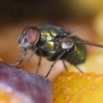 zielone muchy w domu