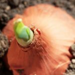 Green onions in the garden