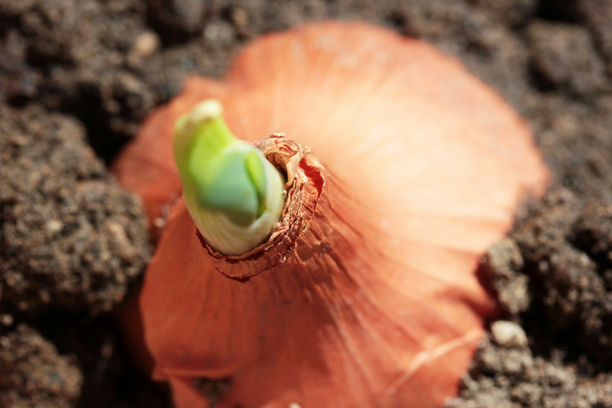 Green onions in the garden