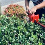 prawo sąsiedzkie żywopłot