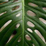 Jak uratować złamany liść monstery?