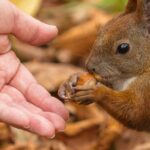 co jedzą wiewiórki oprócz orzechów
